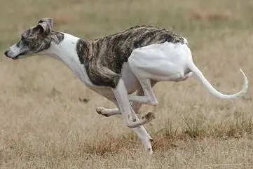 惠比特犬：天生为追求速度而生，如今走上靠脸吃饭的道路