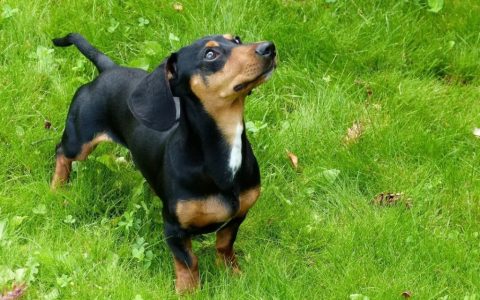 全球十大最可爱宠物狗评比，第一名居然是它