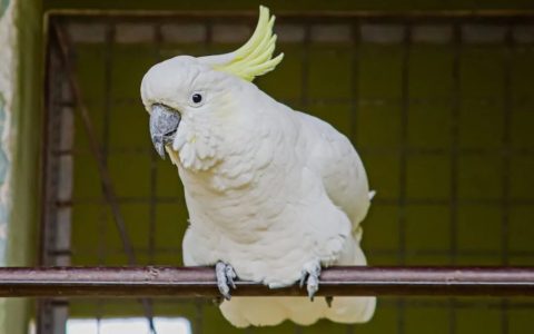 葵花凤头鹦鹉该怎么养？（葵花凤头鹦鹉饲养公里）