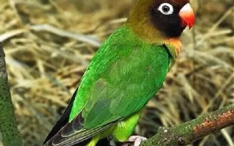 鹦鹉防疫可以用什么药？（鹦鹉防疫用药介绍）