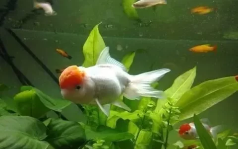 热带鱼和冷水鱼能混养吗？要注意什么呢？