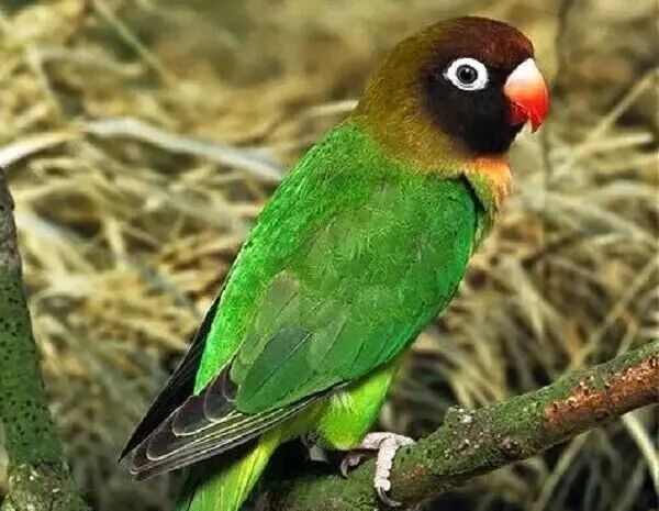 牡丹鹦鹉从属类区分的9个品种，你养过几种？