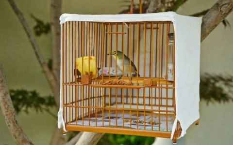 90%新手都踩过的坑！养绣眼鸟这7个错误操作