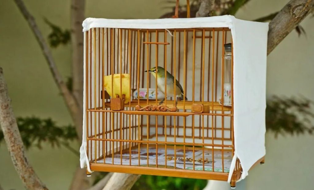 90%新手都踩过的坑！养绣眼鸟这7个错误操作