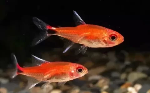 怎么判断鱼是不是得了肠炎？