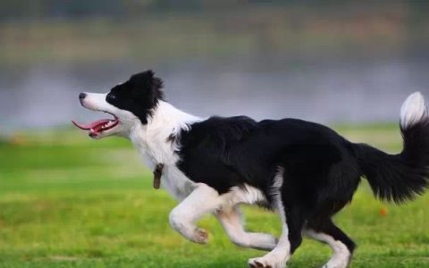 边境牧羊犬富有攻击性怎么办？