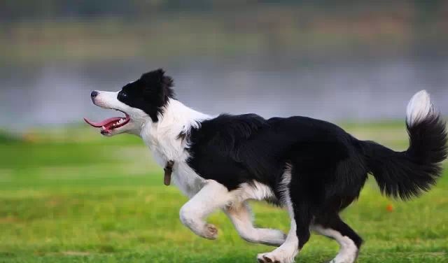 边境牧羊犬富有攻击性怎么办？