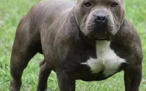 哪些品种的狗狗最勇敢？（最勇敢的八种猛犬介绍）