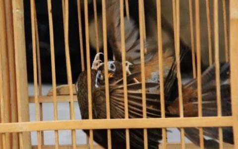 画眉斗鸟如何遛鸟、靠鸟、打斗练习？