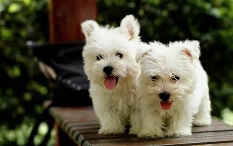 狗狗真的会在你遇到危险的时候保护你吗？