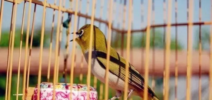 绣眼鸟换毛该怎么办?(绣眼鸟换毛注意事项)