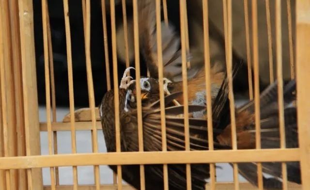 画眉斗鸟如何遛鸟、靠鸟、打斗练习？