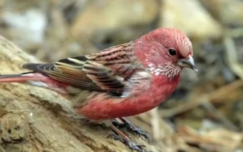 如何饲养麻料？（麻料的饲养及管理经验）