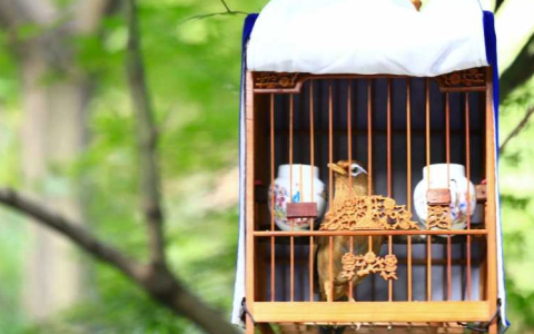 笼养画眉鸟的观赏、饲养、挑选、搭配、管理技巧攻略