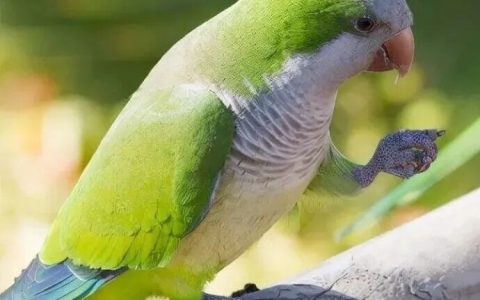 和尚鹦鹉怎么样？僧鹦鹉、灰胸鹦哥、和尚鹦哥的介绍