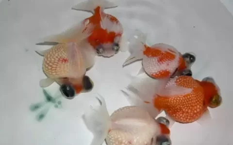 鱼缸水腥臭味的各种原因及解决办法