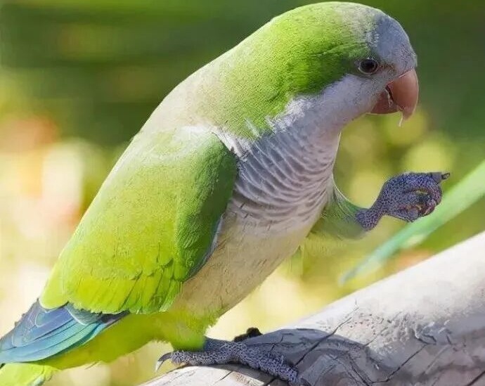 和尚鹦鹉怎么样？僧鹦鹉、灰胸鹦哥、和尚鹦哥的介绍