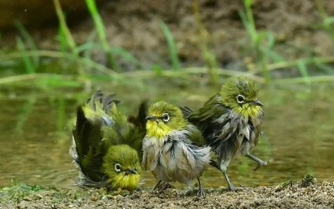 如何给绣眼鸟洗澡？（绣眼鸟洗澡技巧指南）