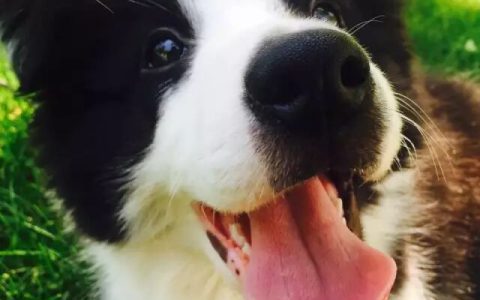 不喜欢被边境牧羊犬舔怎么办？