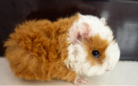 如何健健康康的养殖荷兰猪？（荷兰猪怎么养更健康？）