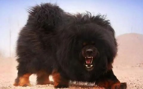 全球公认的五大猛犬排行榜（威胁最大的五种猛犬）