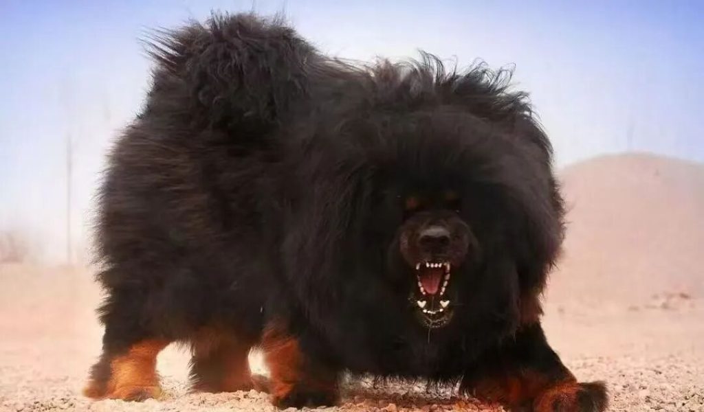 全球公认的五大猛犬排行榜（威胁最大的五种猛犬）