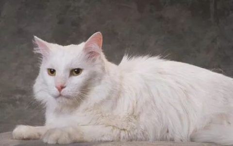 卡尔特猫吐了黄色的液体，卡尔特猫吐了怎么回事？