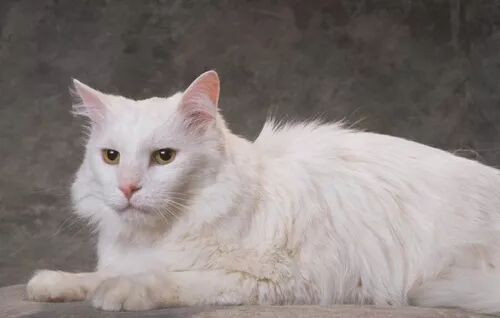 卡尔特猫吐了黄色的液体，卡尔特猫吐了怎么回事？