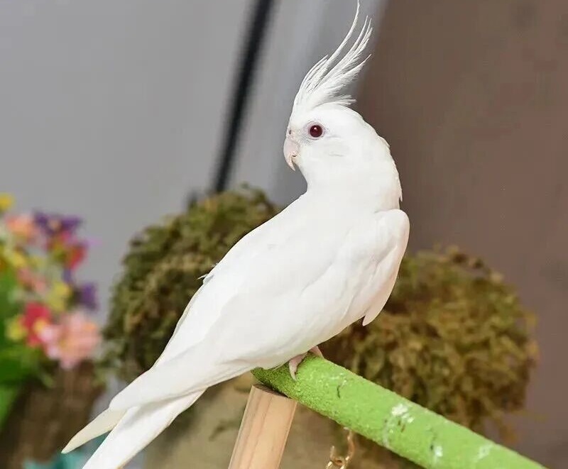 玄凤鹦鹉品种介绍（玄凤鹦鹉都有哪些？）