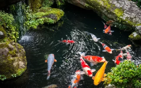 带回家的锦鲤直接放入鱼缸中？这三个要点不能忘