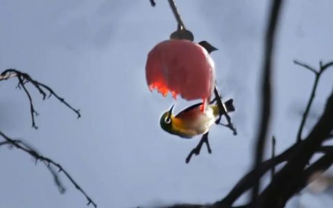 绣眼鸟吃什么水果好？（能不能用水果喂养绣眼鸟？）