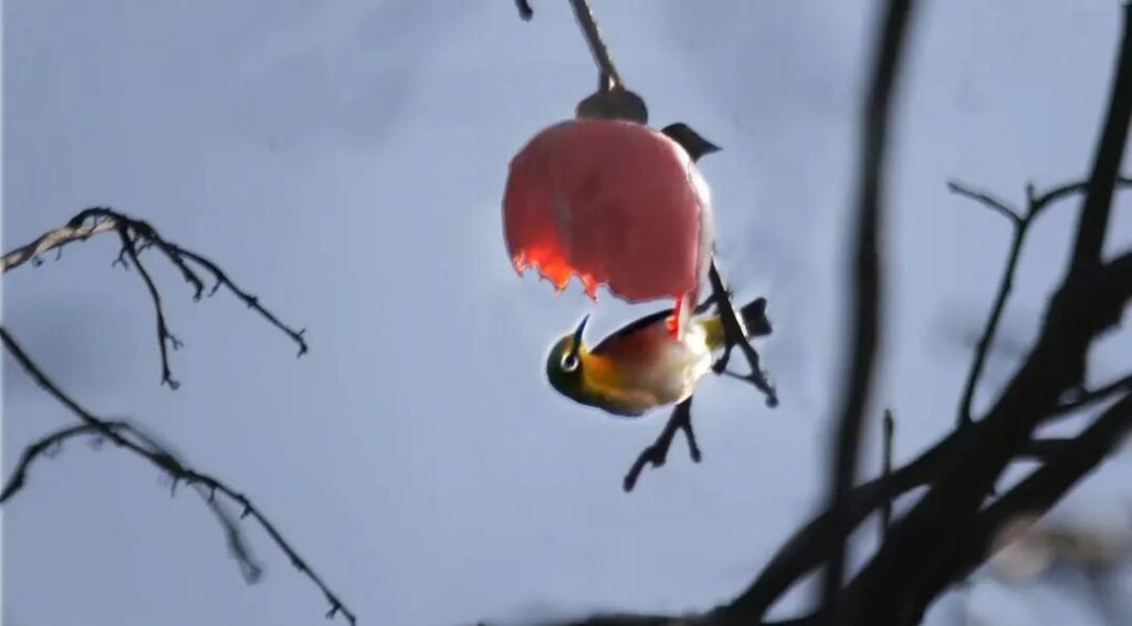 绣眼鸟吃什么水果好？（能不能用水果喂养绣眼鸟？）