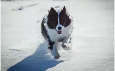 边境牧羊犬被毛打结严重怎么办？