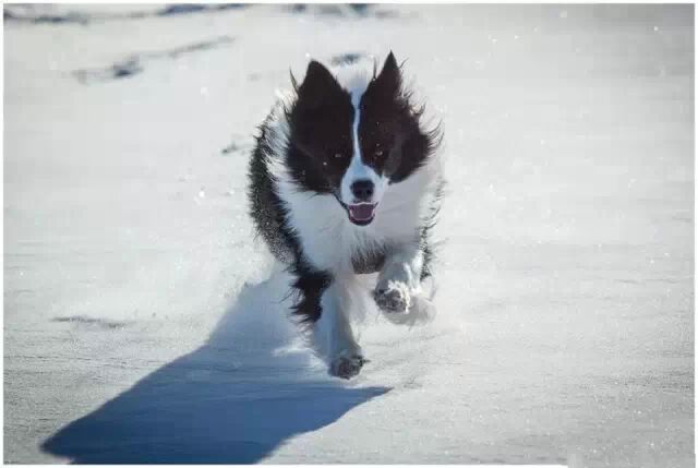 如何训练边境牧羊犬？（训练边境牧羊犬需要爱心和耐心）