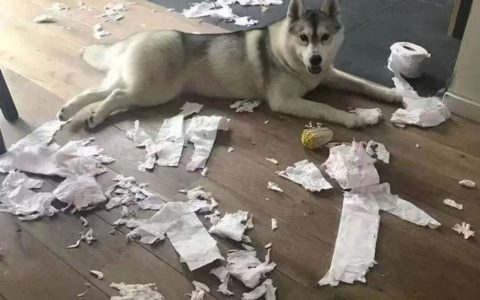 哪些品种的狗狗爱拆家？（五种爱拆家的狗狗介绍）