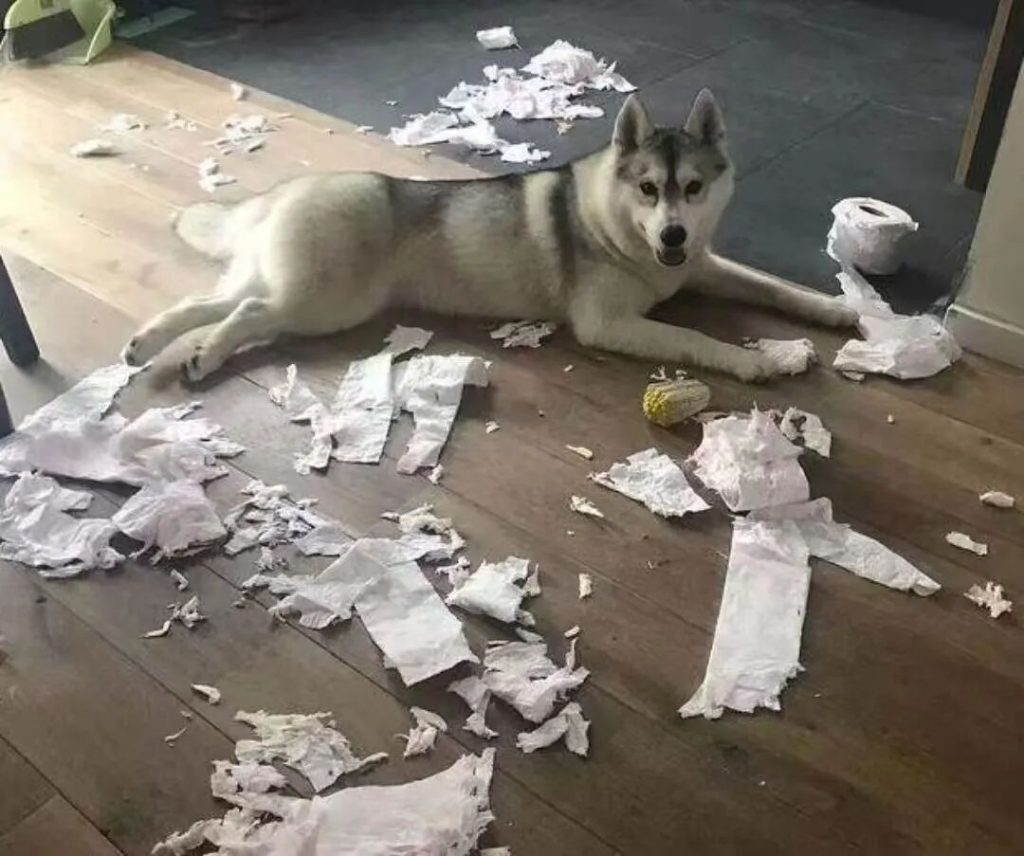 哪些品种的狗狗爱拆家？（五种爱拆家的狗狗介绍）