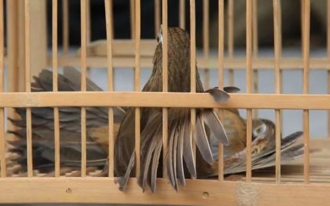 画眉鸟挑选技巧之体重大小和打斗的关系