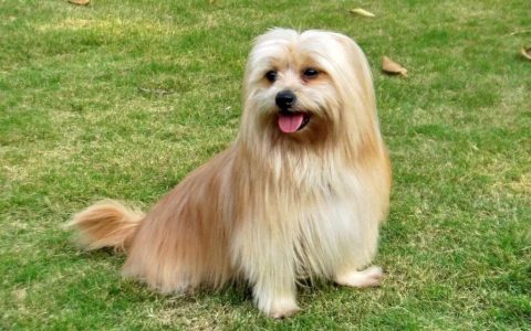 西施犬品种介绍（西施犬好不好养？）