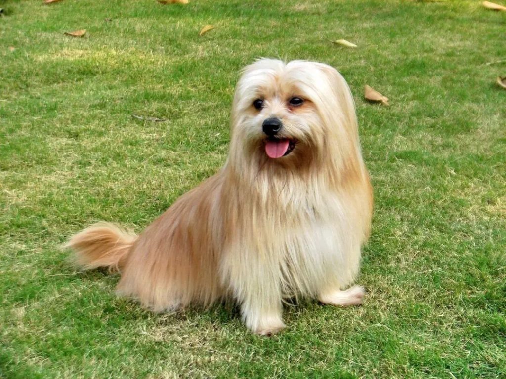 西施犬品种介绍（西施犬好不好养？）