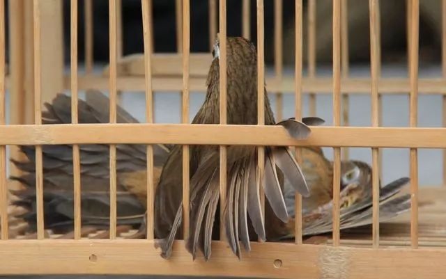 画眉鸟挑选技巧之体重大小和打斗的关系