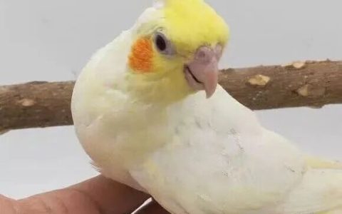 玄凤鹦鹉品种介绍（玄凤鹦鹉都有哪些？）