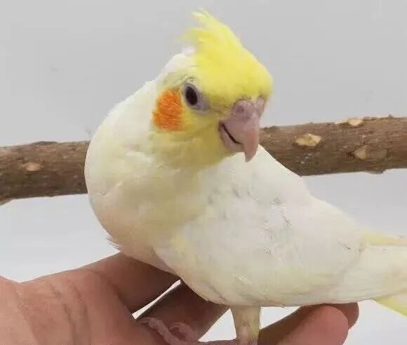 玄凤鹦鹉品种介绍（玄凤鹦鹉都有哪些？）