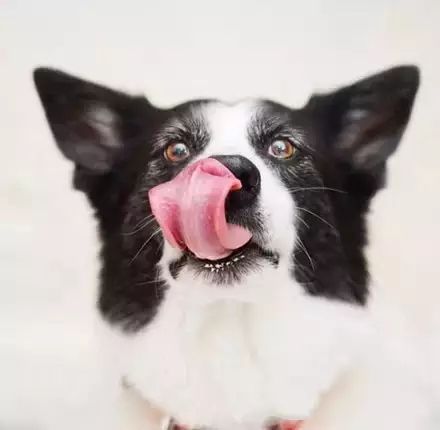 边境牧羊犬哪些食物不能吃？（边境牧羊犬喂养注意事项）