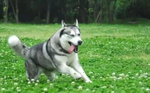 哪些品种的狗狗比较傻？（六大傻狗排行榜）