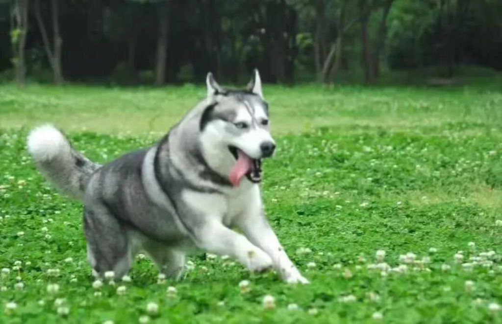 哪些品种的狗狗比较傻？（六大傻狗排行榜）