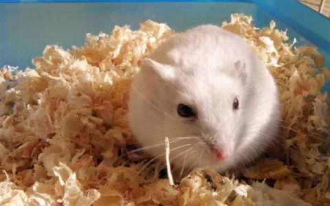 银狐仓鼠介绍（银狐仓鼠好养吗？）