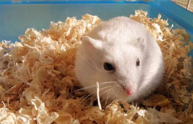 银狐仓鼠介绍（银狐仓鼠好养吗？）