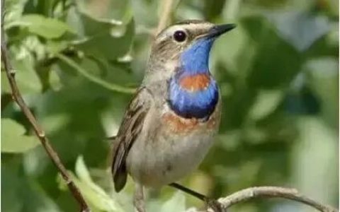 靛颏鸟该怎么饲养？（靛颏鸟的日常饲料指南）