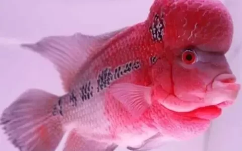 观赏鱼鱼病预防——定期杀虫，杜绝寄生