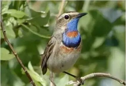 靛颏鸟该怎么饲养？（靛颏鸟的日常饲料指南）